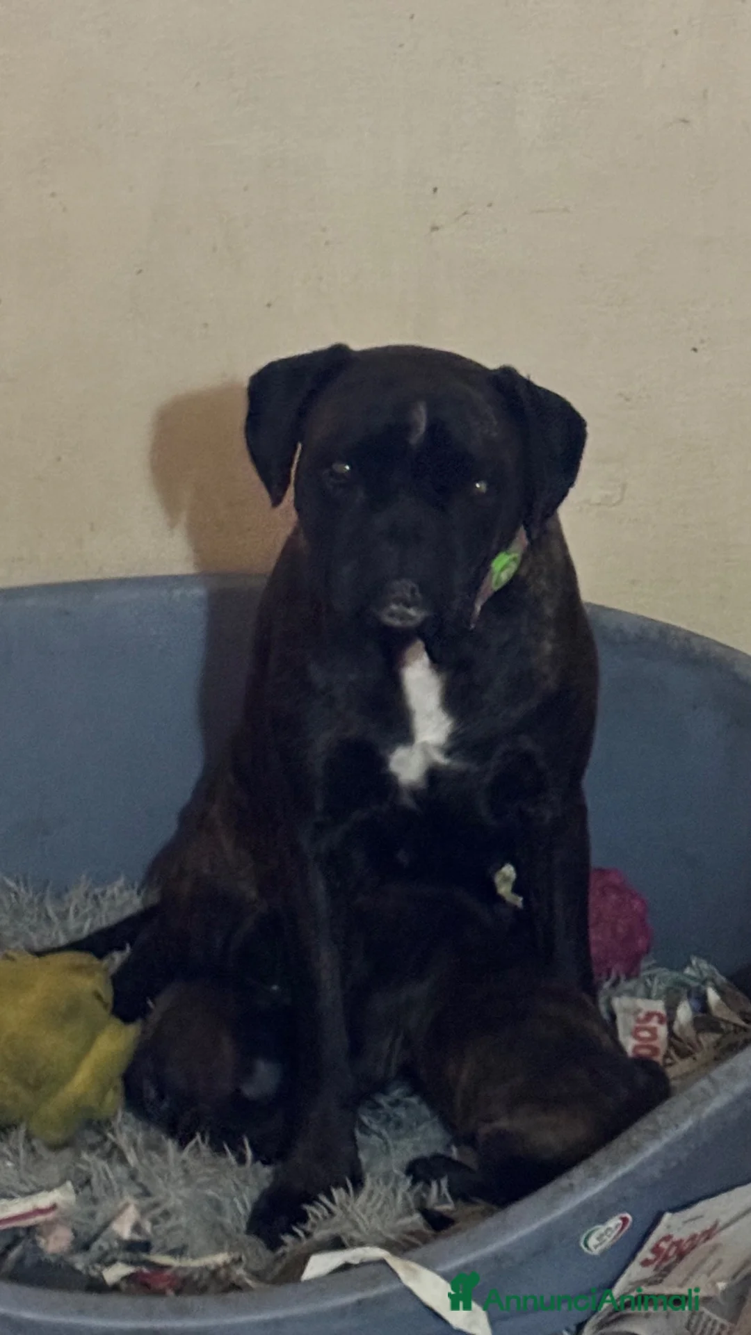 Boxer cani in vendita: Cuccioli boxer - Annuncio 1