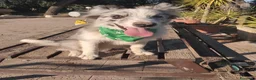 Border Collie cani in vendita: Cuccioli di Border collie - Annuncio 3