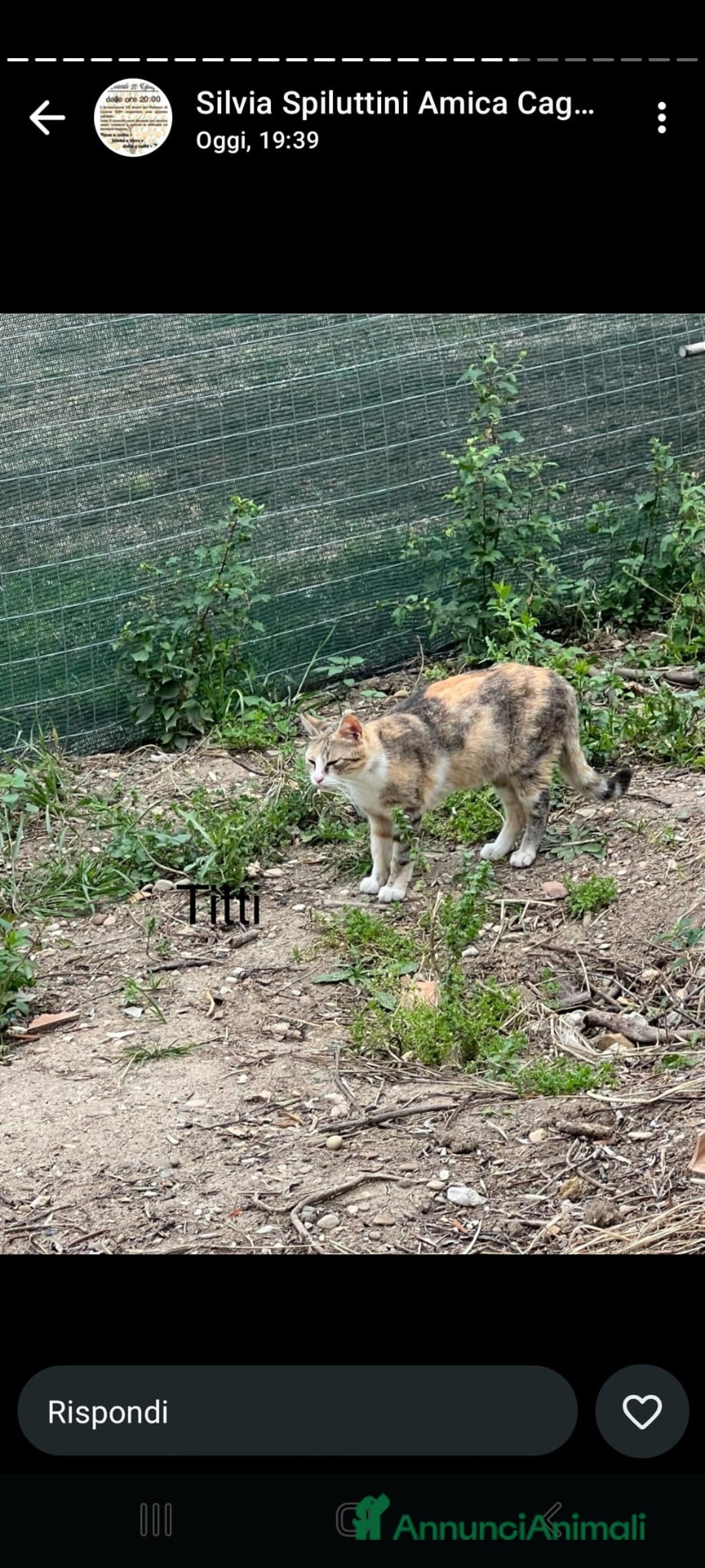 Europeo gatti in regalo: Candy  a Provincia di Monza e della Brianza - Immagine 8