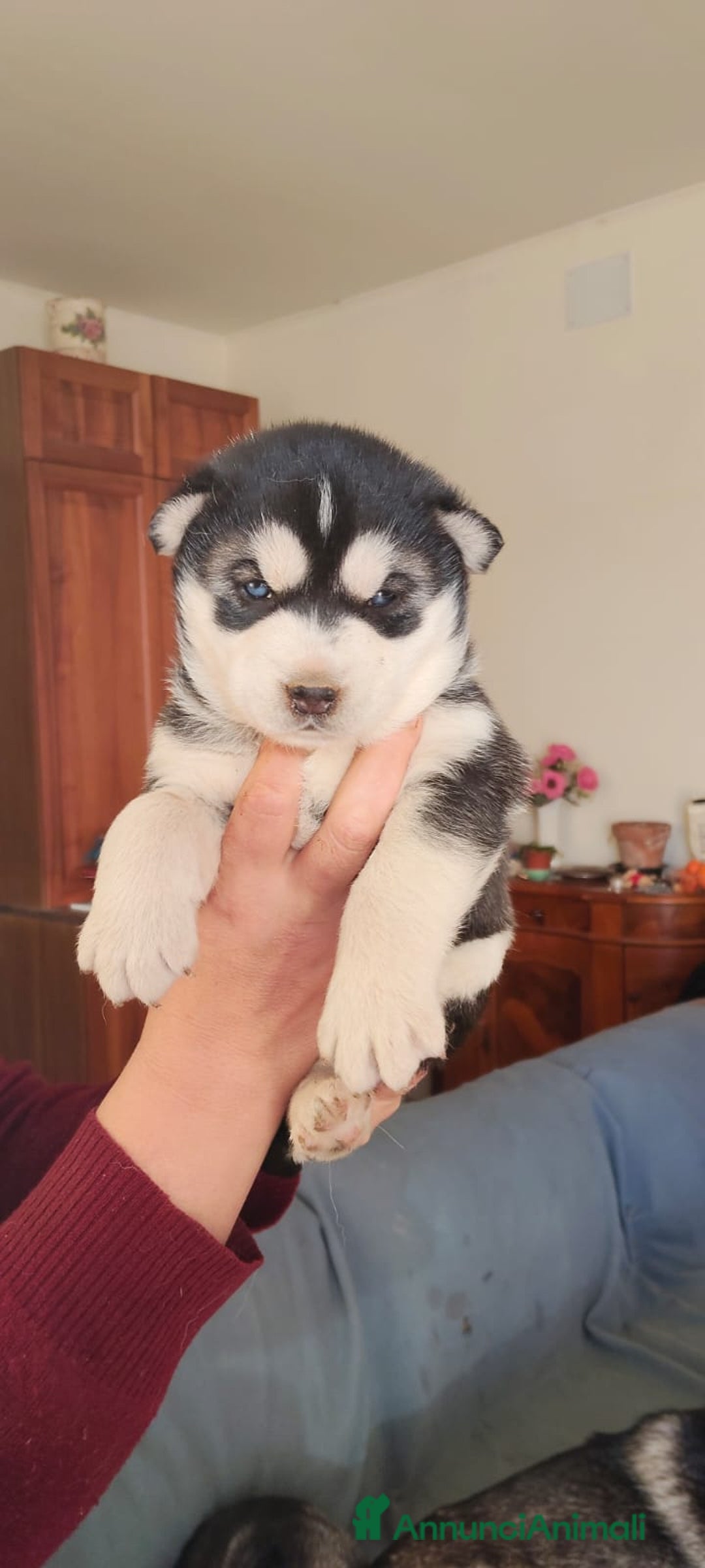 Husky cani in vendita: Vendo Cuccioli di Siberian Husky - Annuncio 1