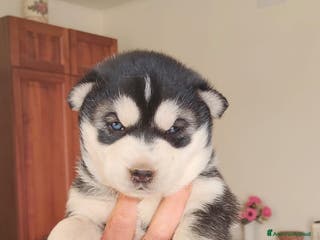 Husky cani Vendo Cuccioli di Siberian Husky - Annuncio 4