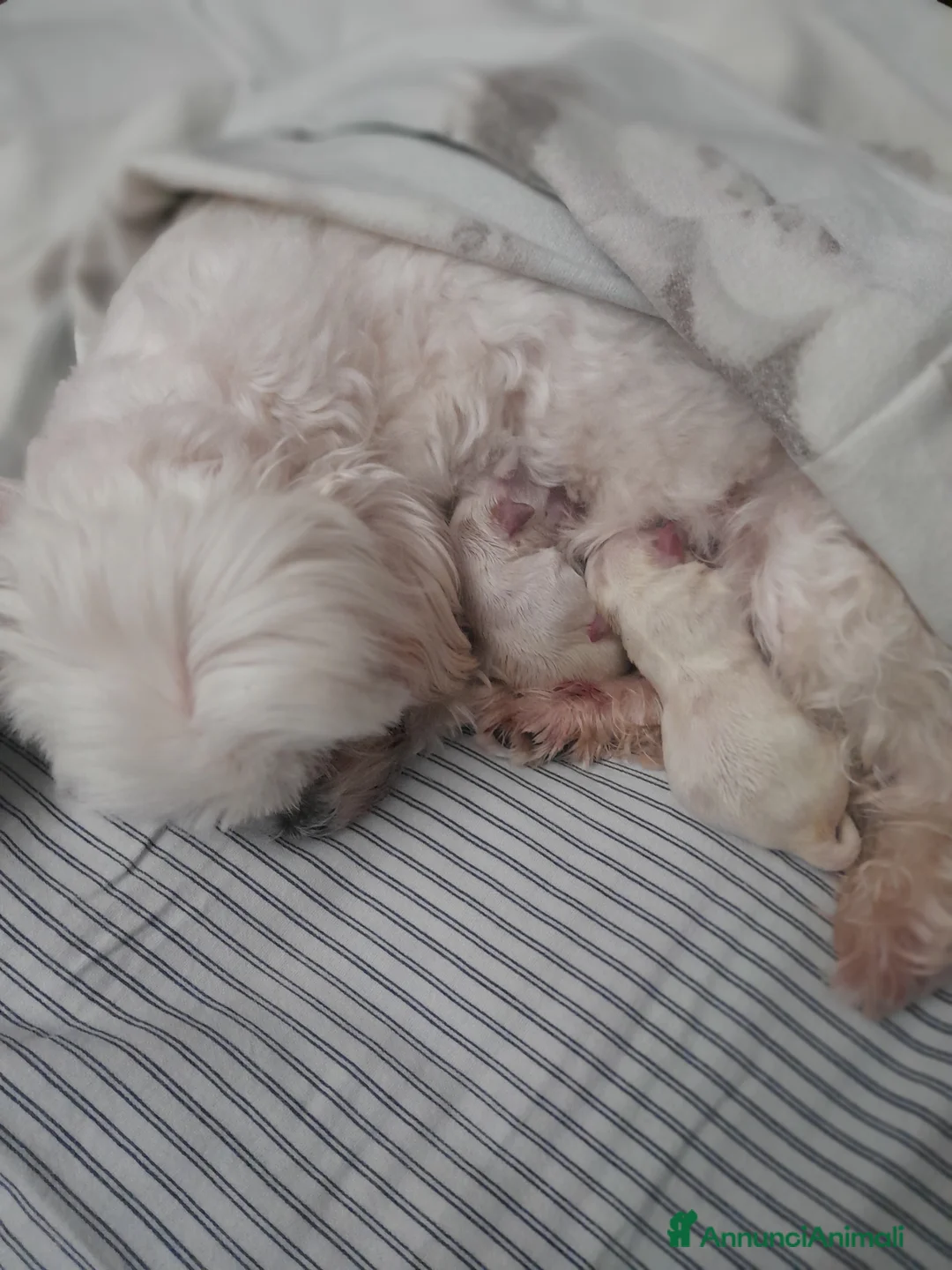 Maltese cani in vendita: Maltesi disponibili 2 a Provincia del Sulcis Iglesiente - Annuncio 2