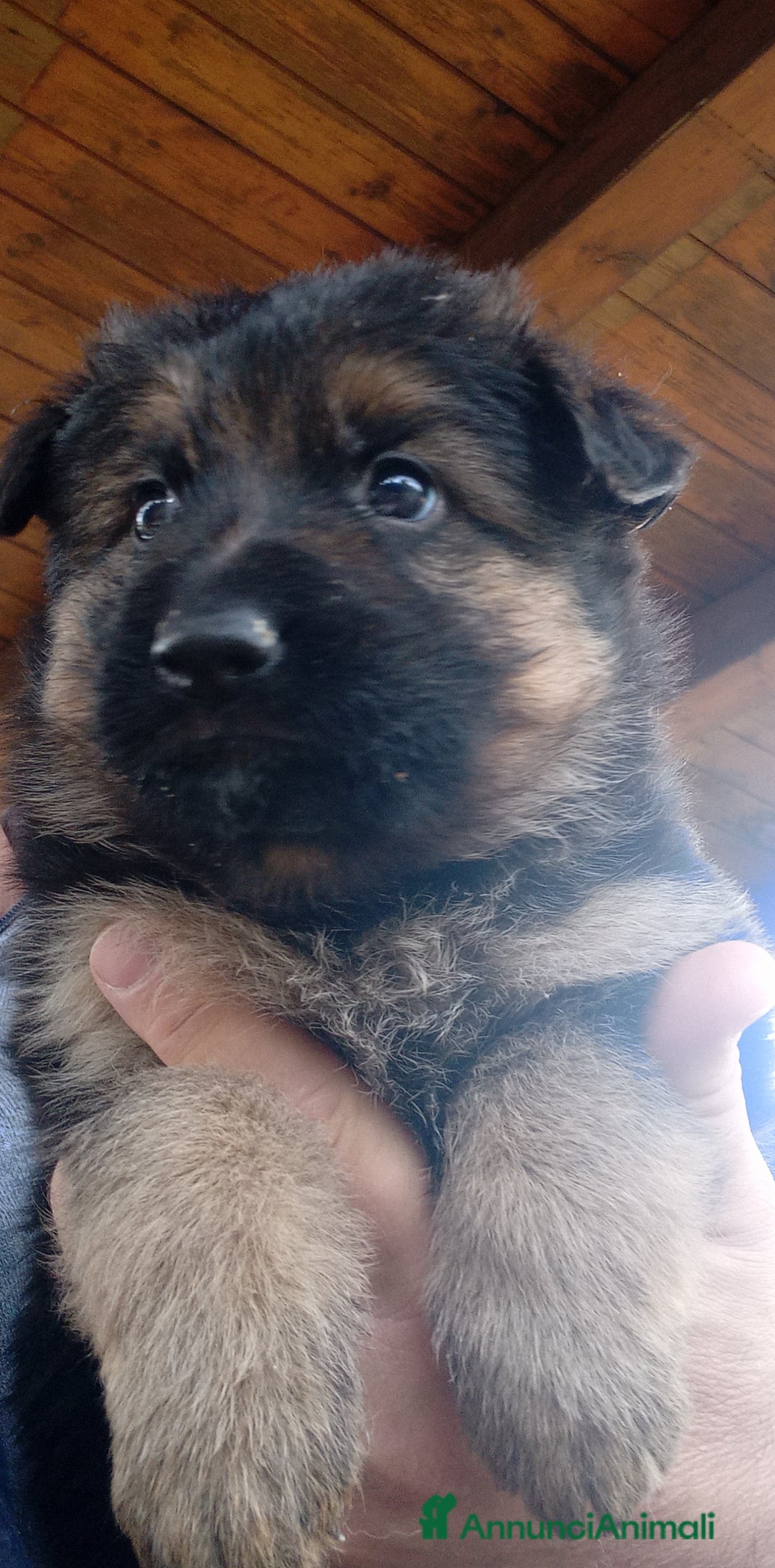 Pastore Tedesco cani in vendita: Cucciola di Pastore Tedesco  - Annuncio 1