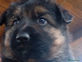 Pastore Tedesco cani Cucciola di Pastore Tedesco - Annuncio 1