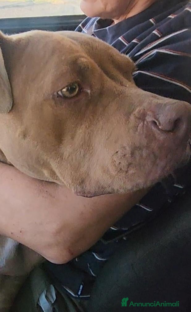 Pitbull cani Pitbull Red Nose femmina 2/3anni salvata COSENZA - Annuncio 6