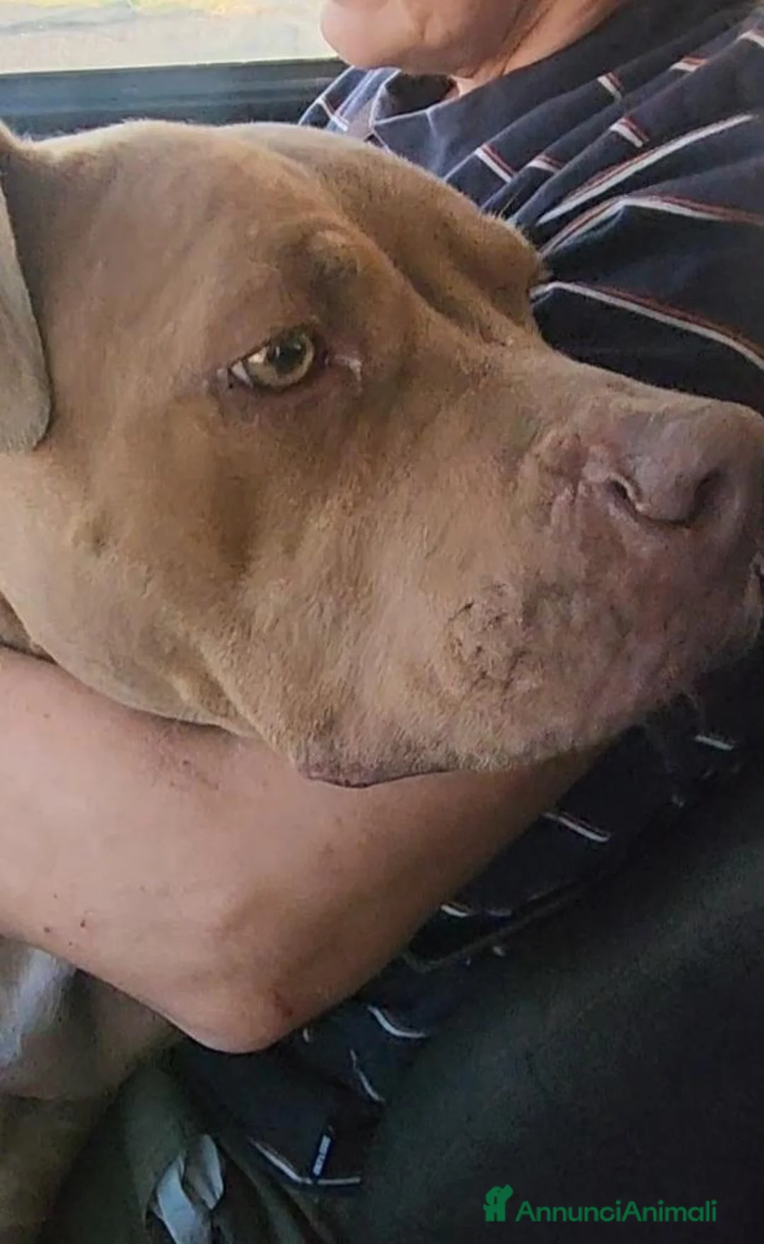 Pitbull cani in regalo: Pitbull Red Nose femmina 2/3anni salvata COSENZA - Annuncio 1