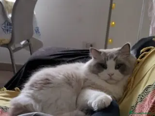 Ragdoll gatti Ragdoll maschio Blue point disponibile per monta - Annuncio 1