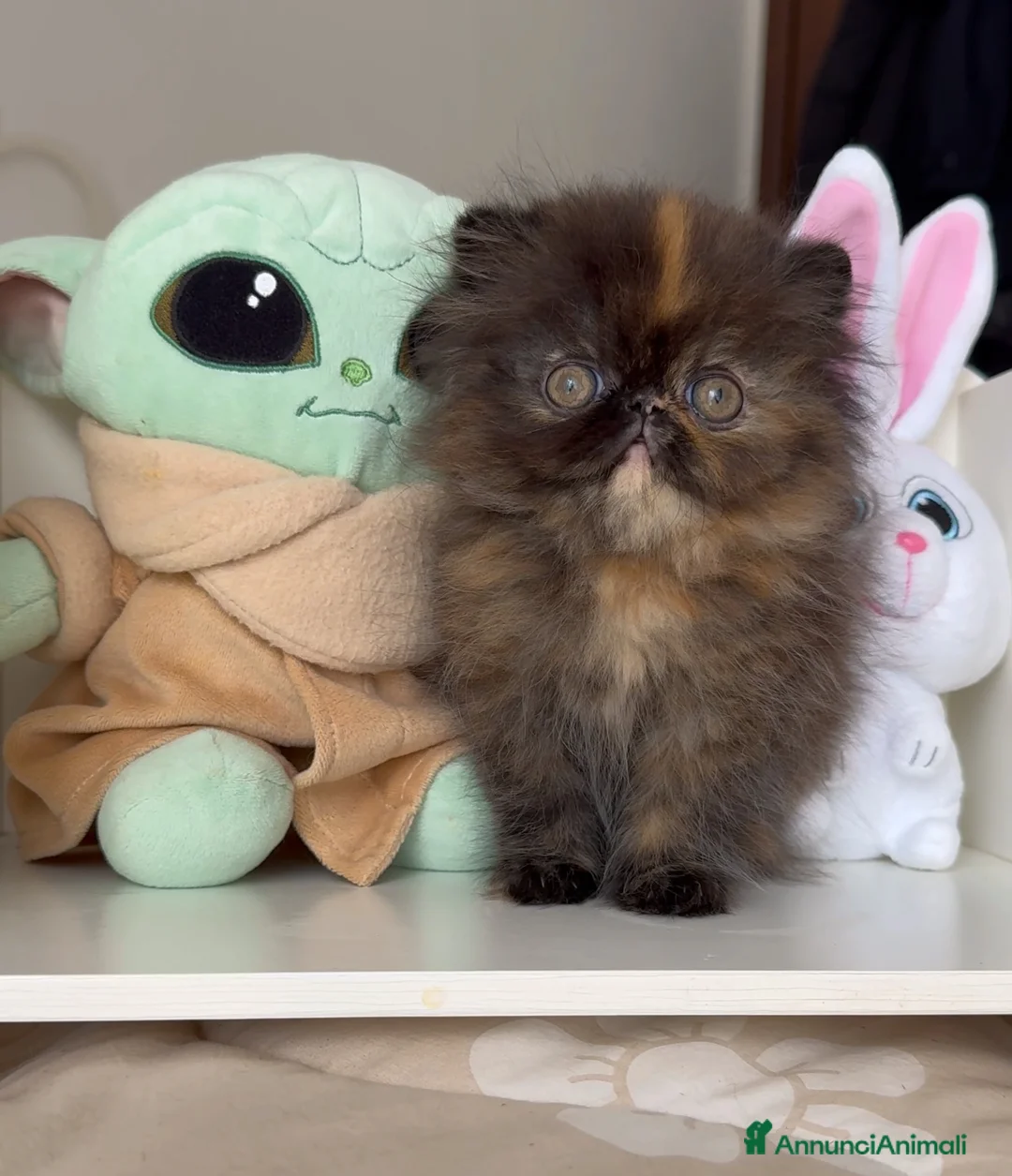 Persiano gatti in vendita: 🌸 Annarita Orietta🌸 - Annuncio 2