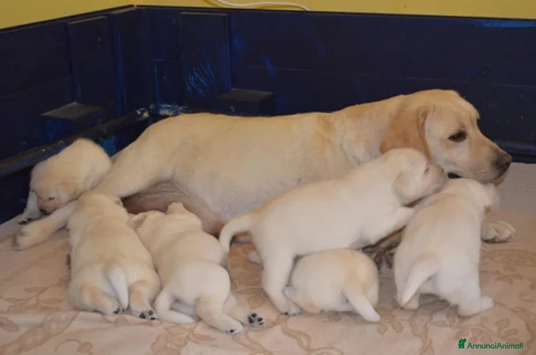 Labrador cani in vendita: Cucciola Labrador pronta per una famiglia 💛 a Provincia di Modena - Annuncio 2