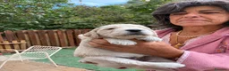Meticcio cani in vendita: Cuccioli di Goldendoodle  - Annuncio 28