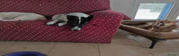 Meticcio cani in regalo: Jessy: simpatica nonnina cerca nuova famiglialia  - Annuncio 6
