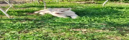Husky cani in vendita: Siberian husky  - Annuncio 9