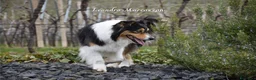 Australian Shepherd cani in vendita: Cuccioli pastore australiano pedegree ENCI - Annuncio 10