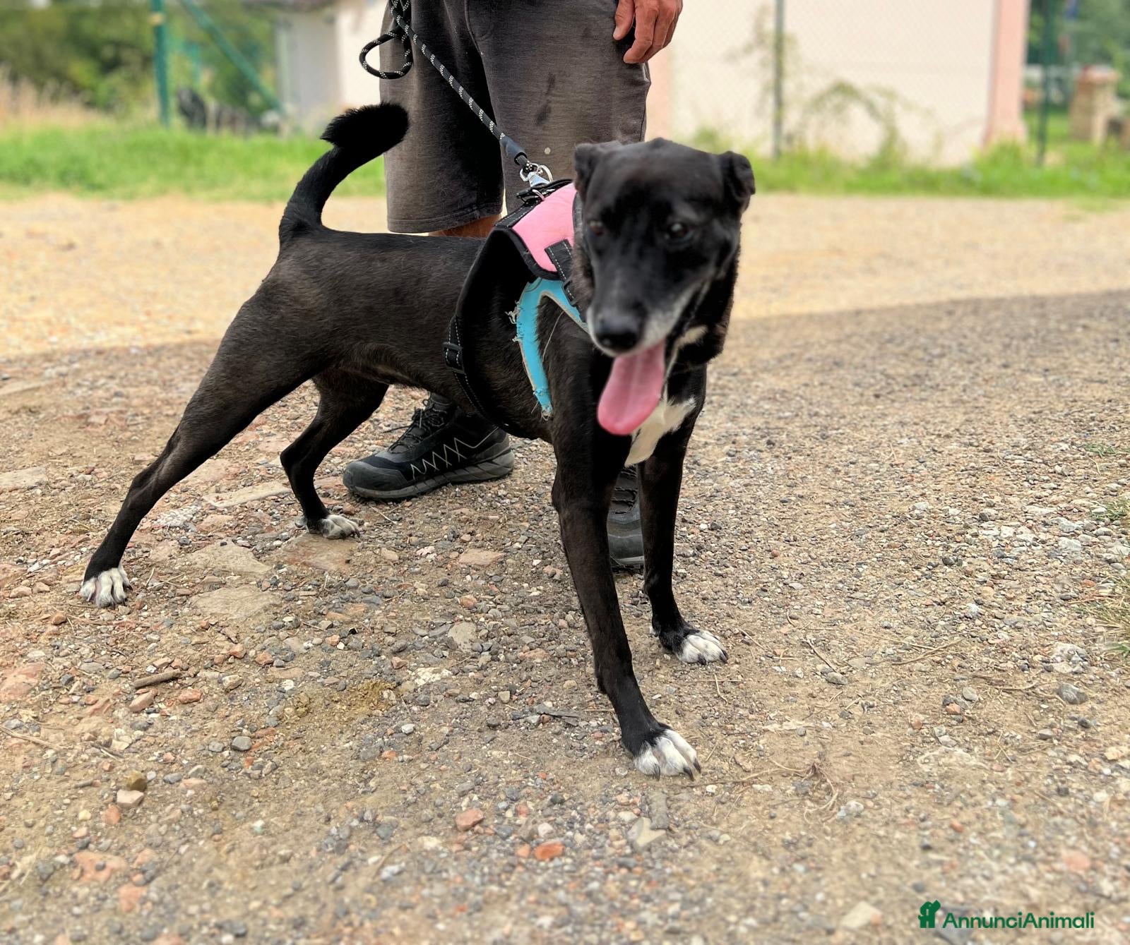 Meticcio cani Mela, Meticcia in Canile - Annuncio 1