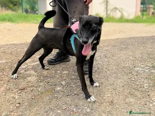 Meticcio cani Mela, Meticcia in Canile - Annuncio 1