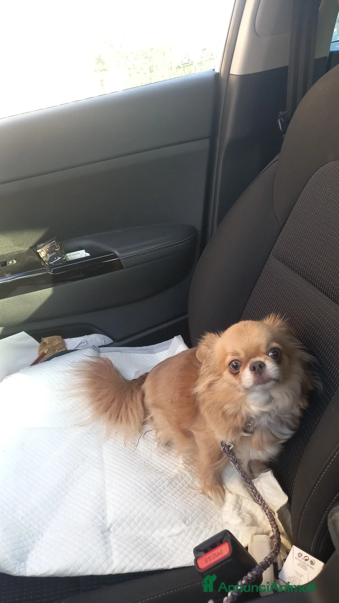 Chihuahua cani in vendita: Maschietti chihuahua - Annuncio 1