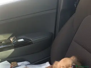 Chihuahua cani Maschietti chihuahua - Annuncio 1