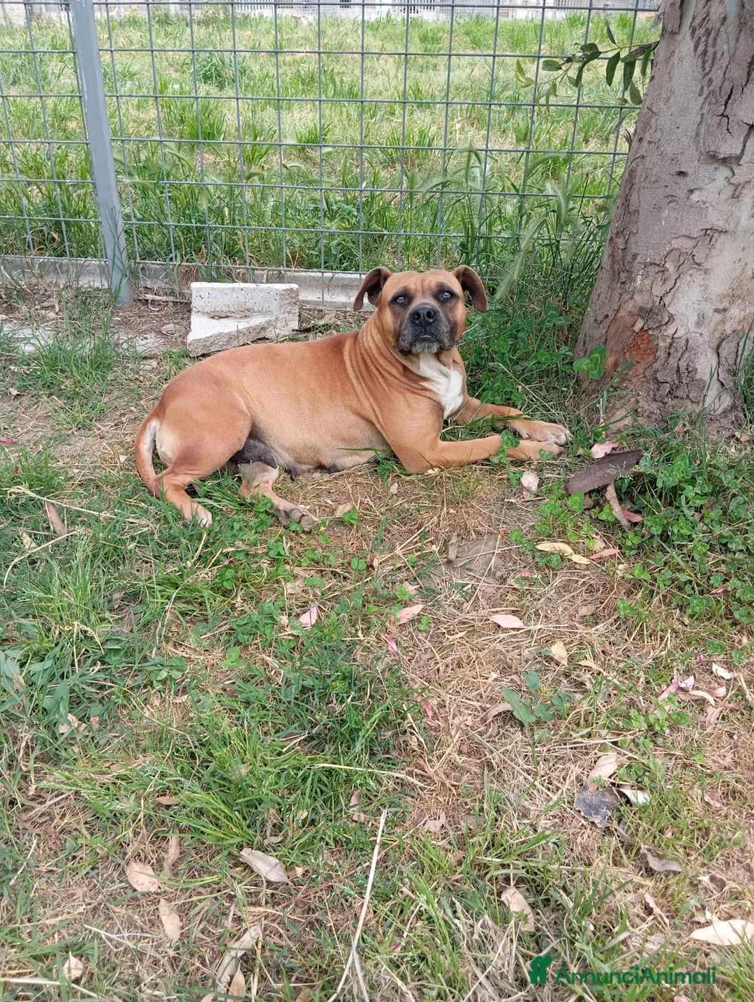 Meticcio cani in regalo: Zoe, incrocio boxer/pitbull!  - Annuncio 1