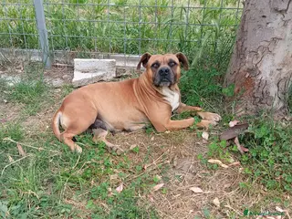 Meticcio cani Zoe, incrocio boxer/pitbull! - Annuncio 19