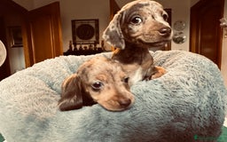 Bassotto cani in vendita: bassotto tedescho a Provincia di Asti - Immagine 5