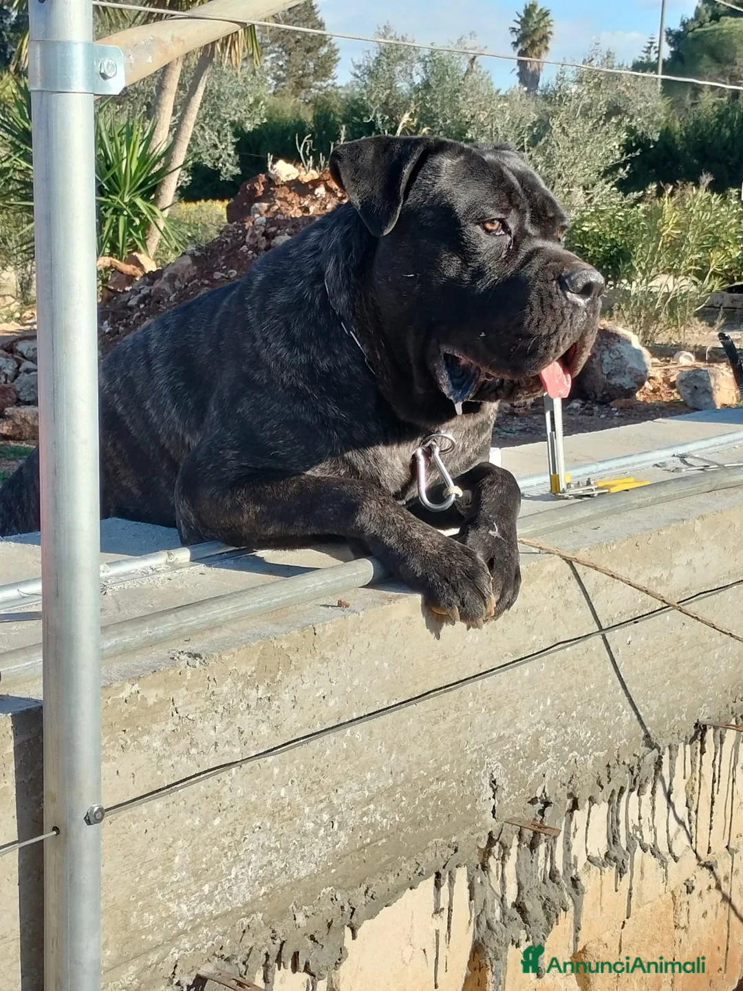 Cane Corso cani in vendita: Cuccioli di Cane Corso disponibili - Annuncio 14