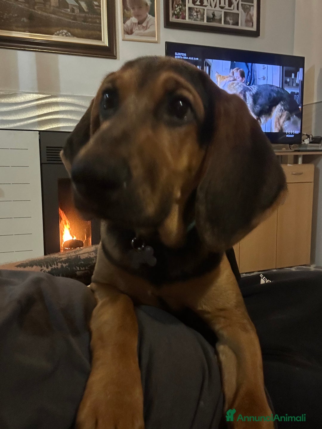 Segugio cani in regalo: Cerco qualcuno che possa adottare il mio cane  - Annuncio 2