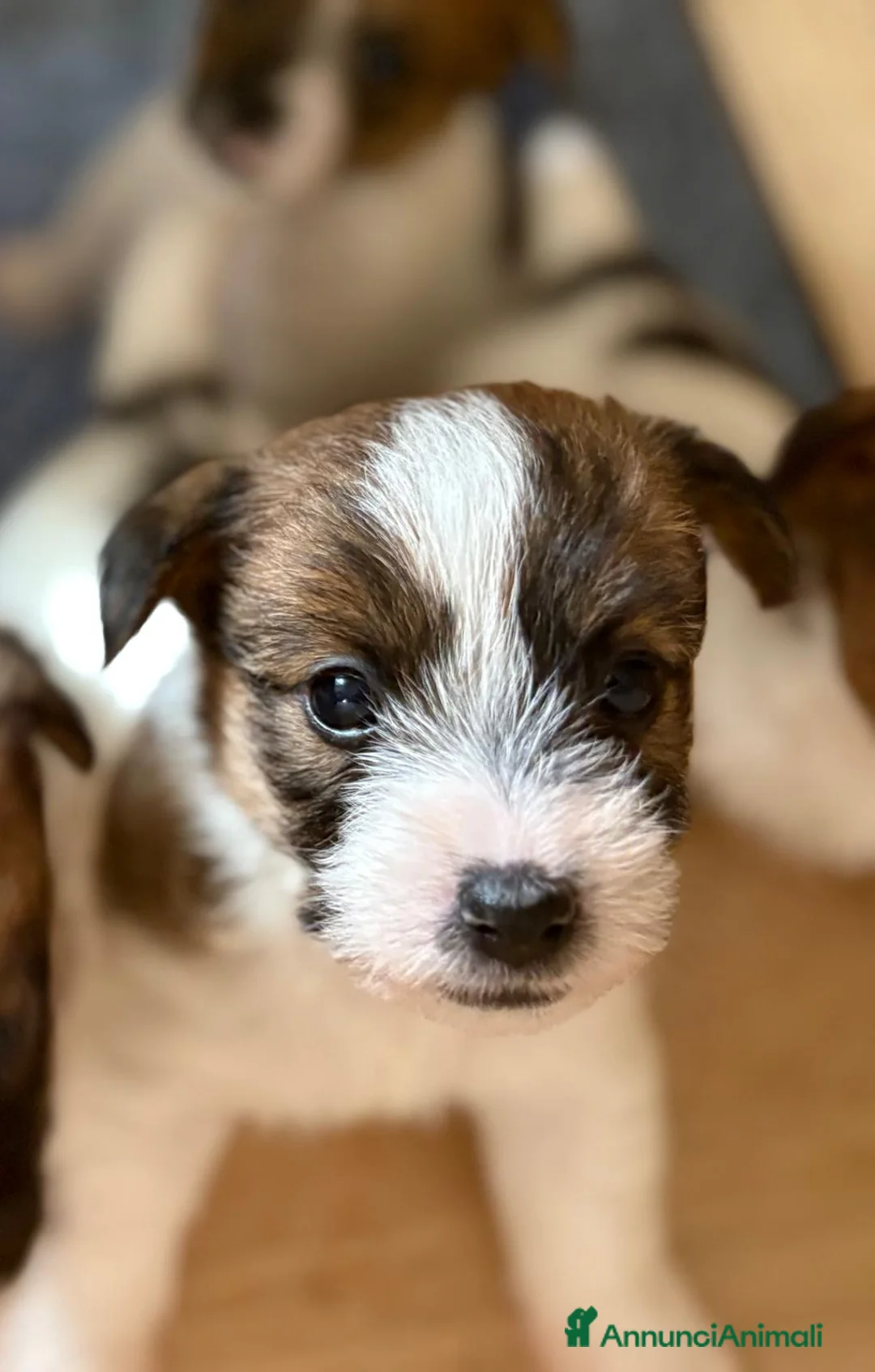 Jack Russell cani in vendita: jack russell white tan a pelo ruvido/broken - Annuncio 2