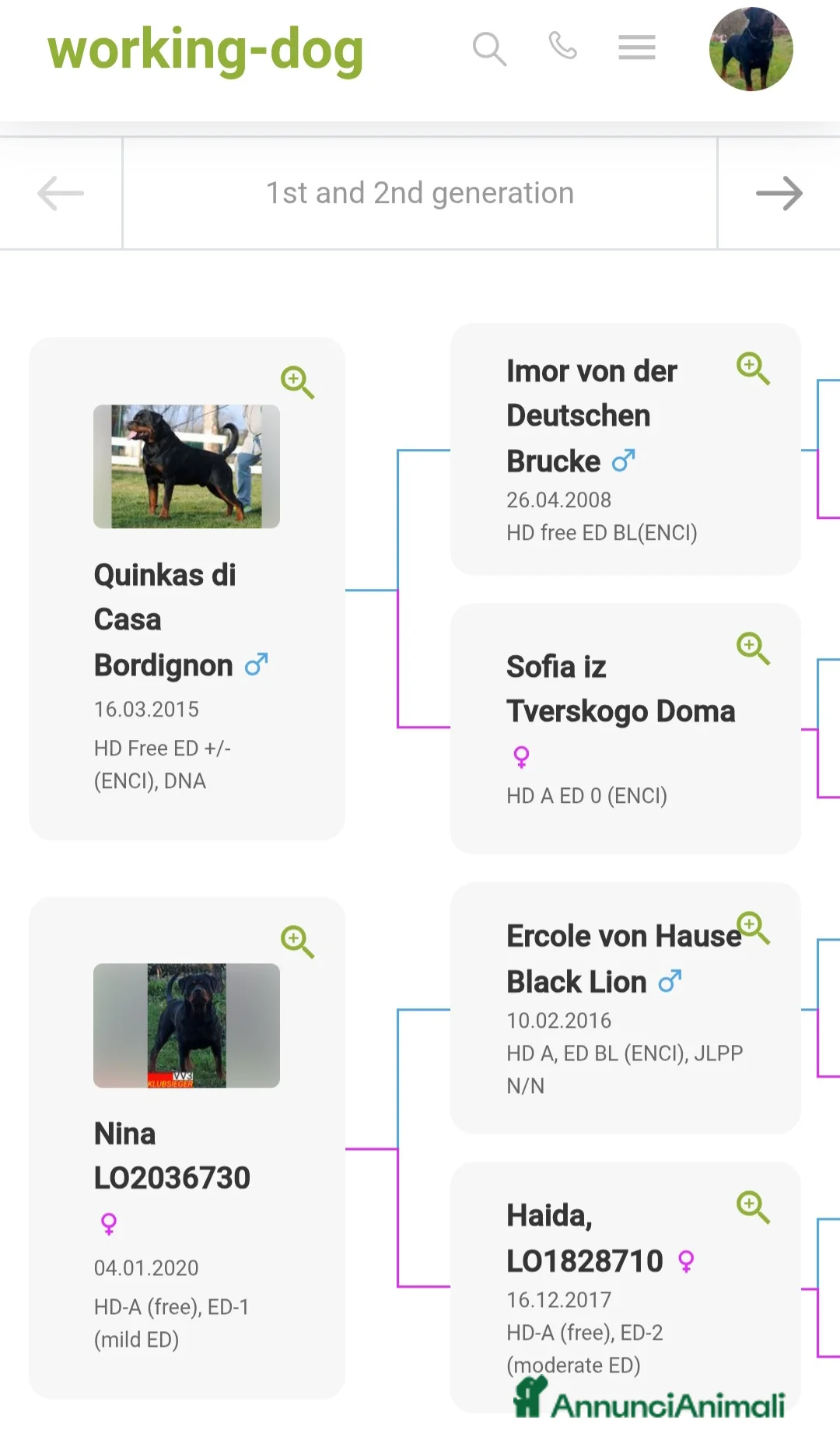 Rottweiler cani per accoppiamento: Rottweiler - Annuncio 16