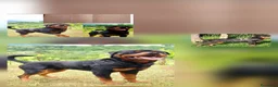 Rottweiler cani in vendita: Cuccioli rottweiler  - Annuncio 25
