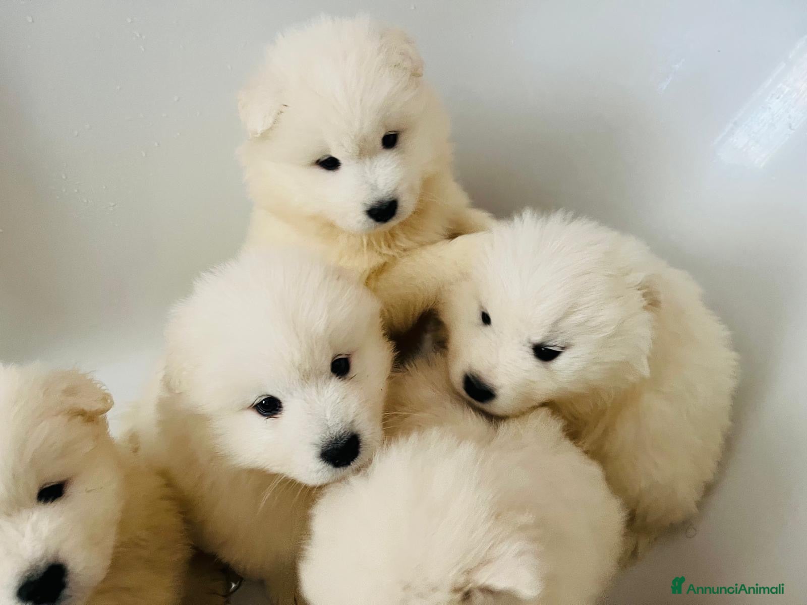 Samoiedo cani in vendita: Cuccioli di cane samoiedo  - Annuncio 4