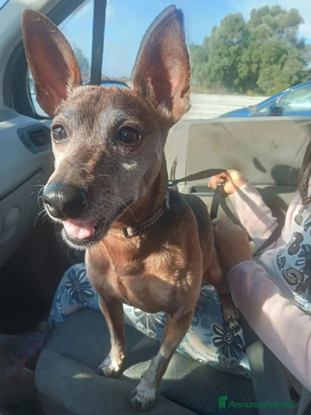 Meticcio cani in regalo: Billo simil pinscher cerca casa - in adozione - Annuncio 2