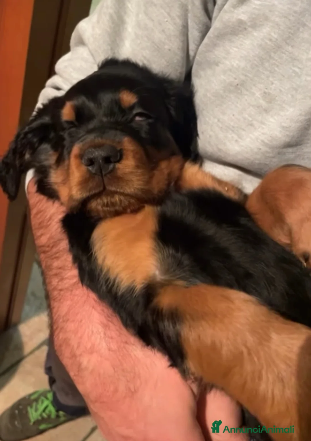 Setter Gordon cani in vendita: Setter Gordon  - Annuncio 10