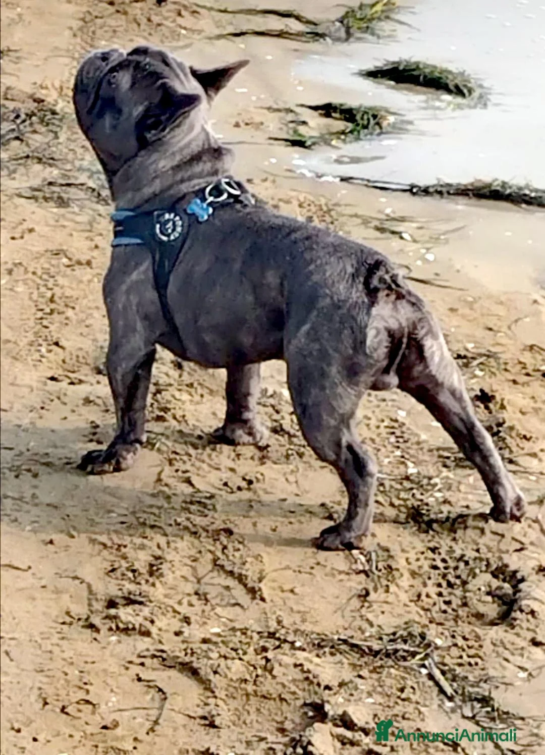 Bulldog Francese cani per accoppiamento: MONTA - Annuncio 2