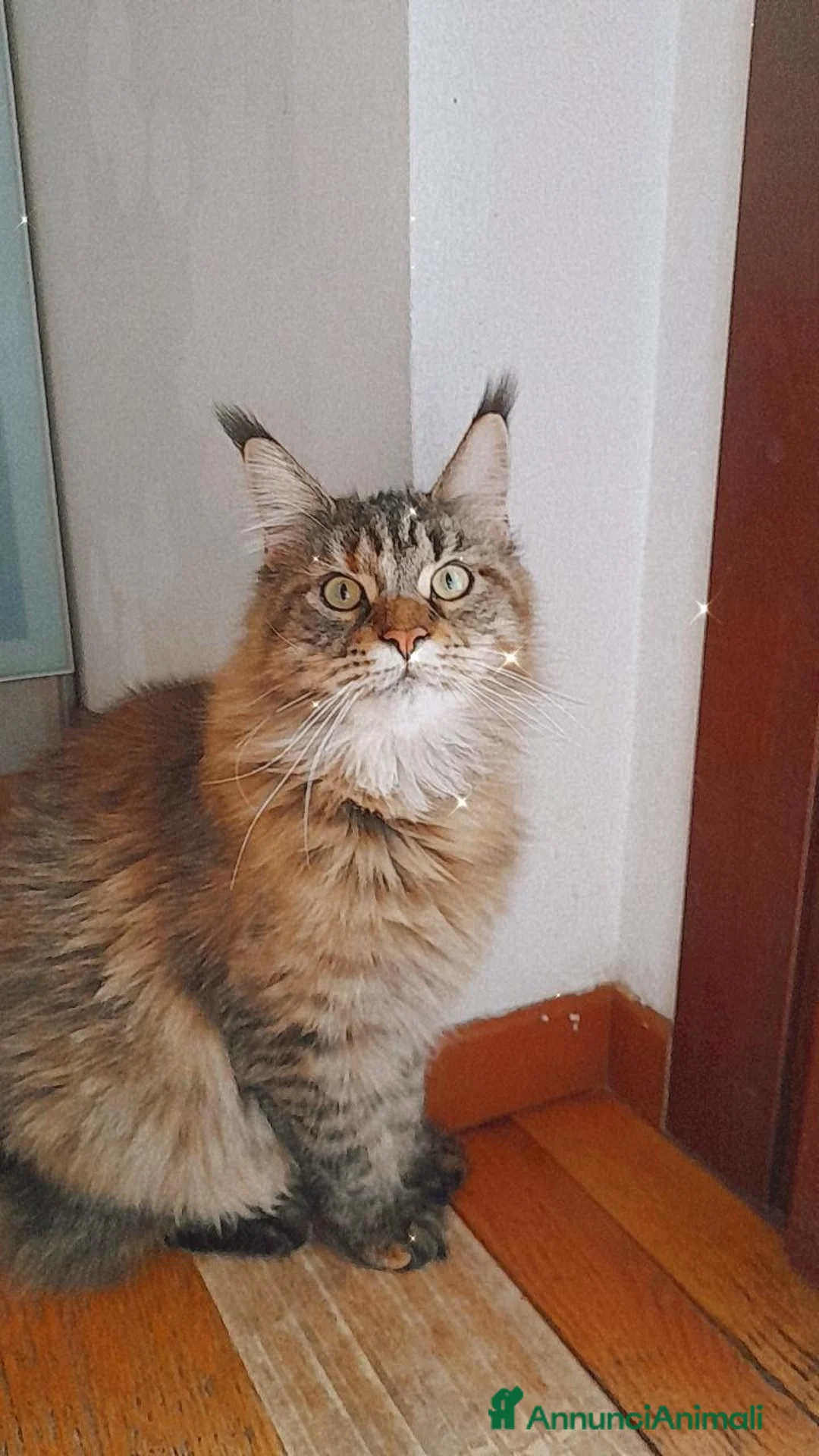 Maine Coon gatti in vendita: Gattini disponibili  - Annuncio 1