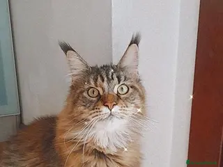 Maine Coon gatti Gattini disponibili - Annuncio 1