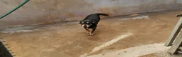 Pinscher Tedesco cani in regalo: Morris: nonnino pinscherino socievole. - Annuncio 10