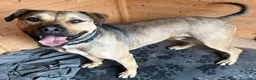 Meticcio cani in regalo: Bobby, semplicemente fantastico - Annuncio 11