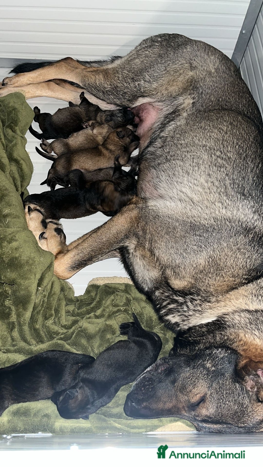 Pastore Tedesco cani in vendita: Ultima della cucciolata !  a Provincia di Varese - Immagine 4