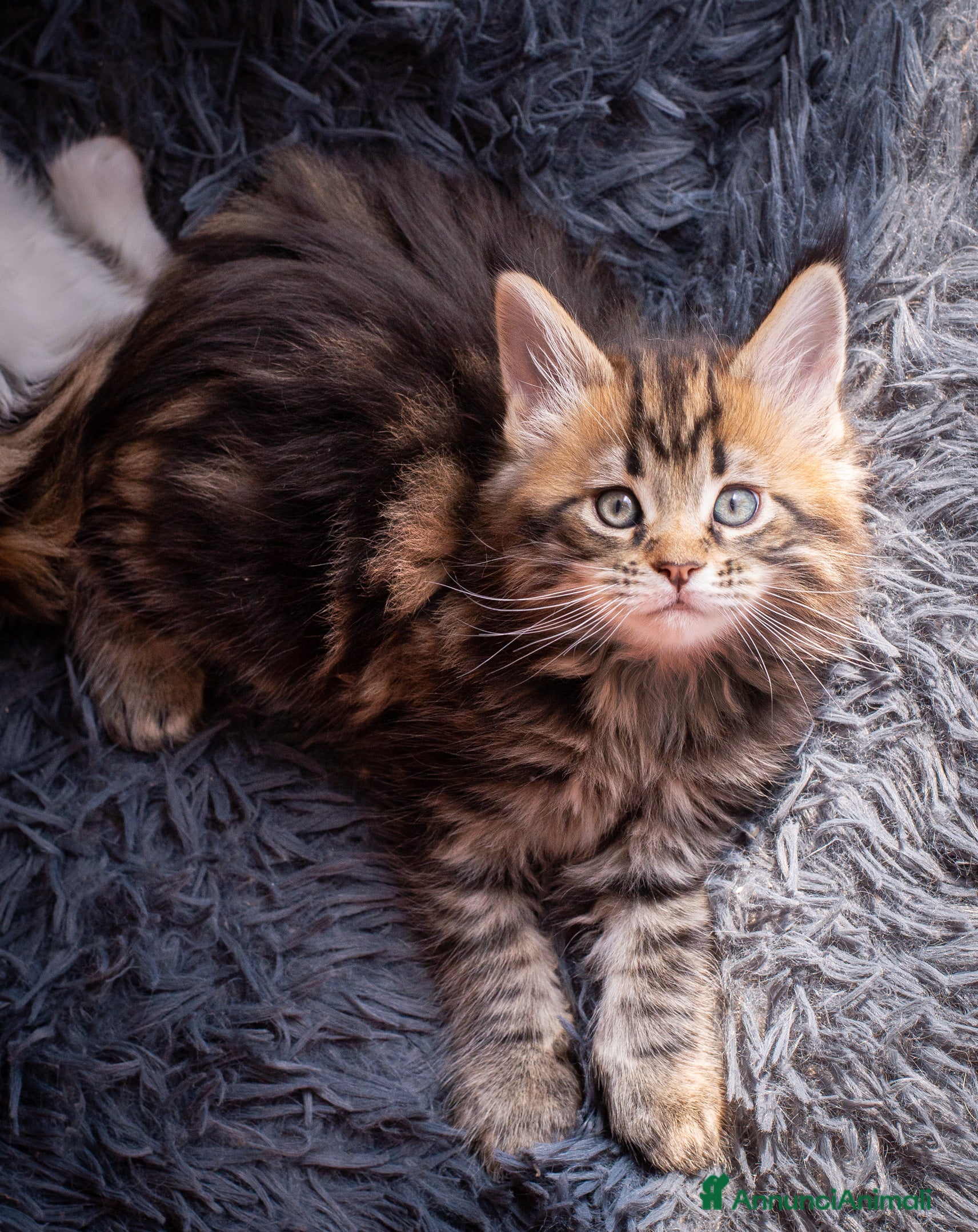 Maine Coon gatti Gattino maschio dall'allevamento Mainemarie - Annuncio 1