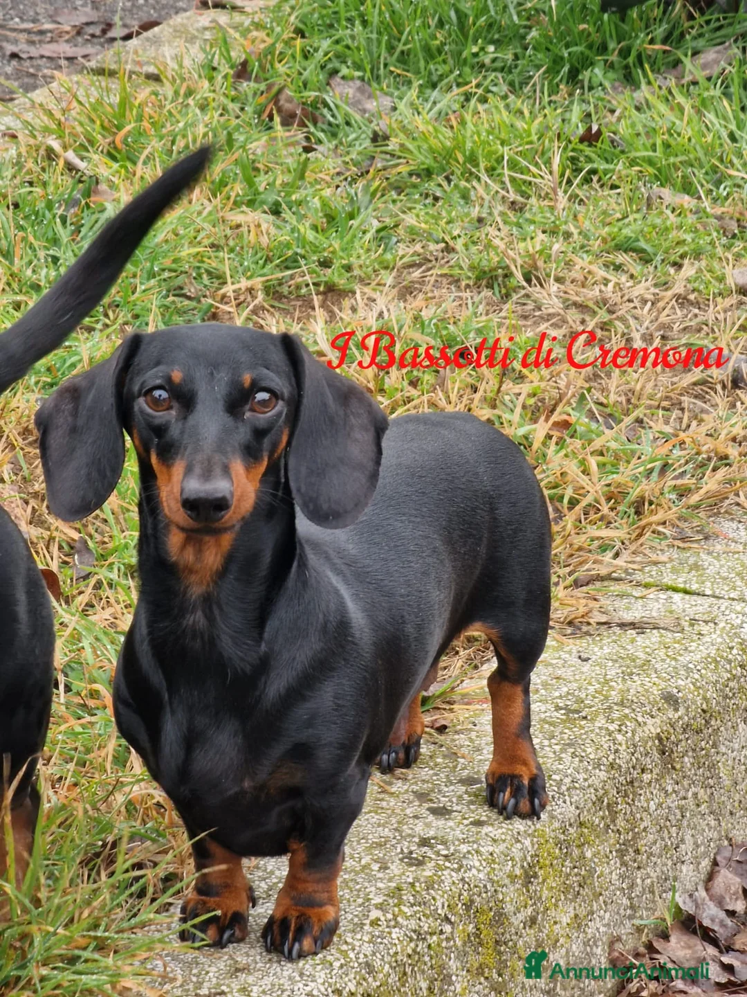 Bassotto cani in vendita: Bassotto arlecchino e cioccolato femmina e maschio - Annuncio 1