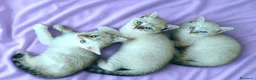 Siamese gatti in vendita: Gattini siamesi Tabby  - Annuncio 1