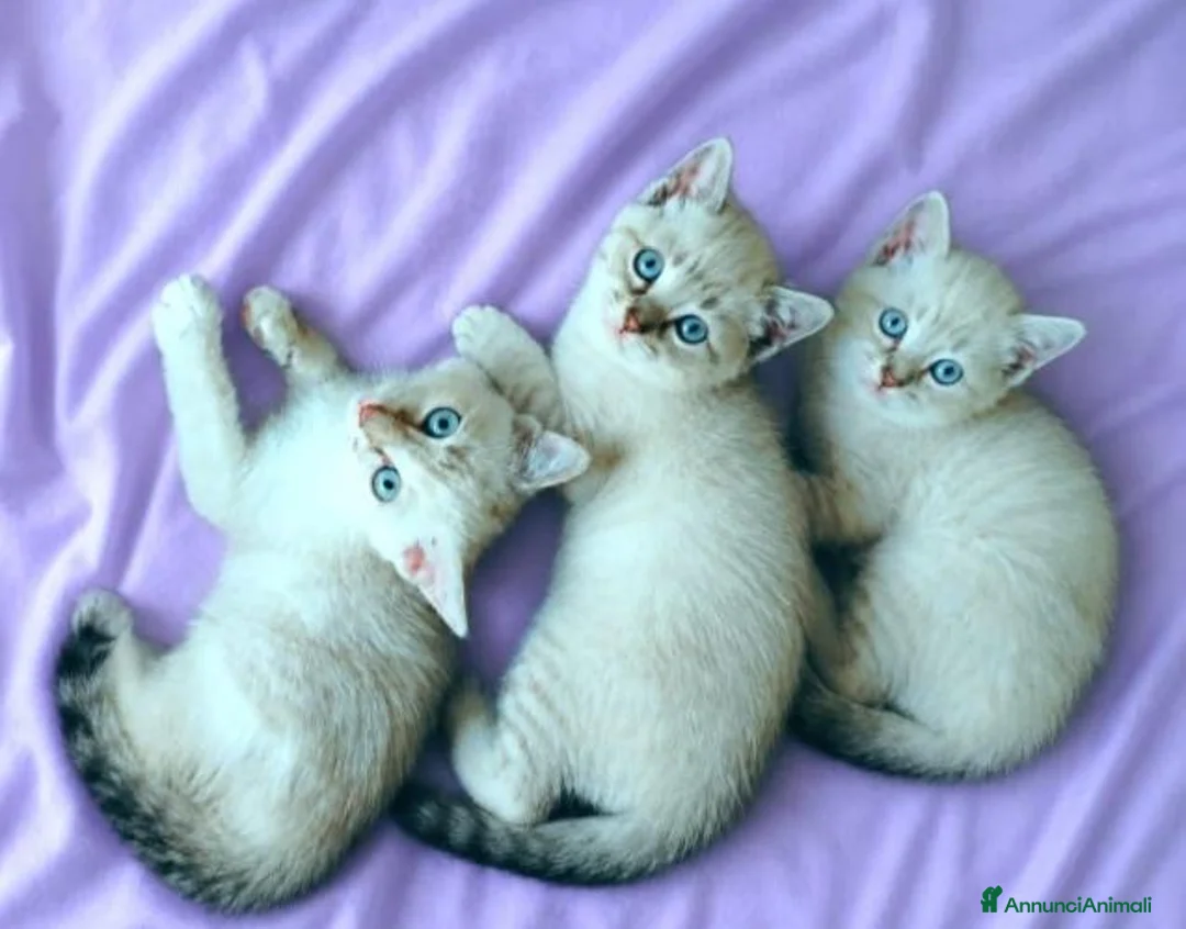Siamese gatti in vendita: Gattini siamesi Tabby  - Annuncio 1
