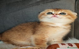 Scottish gatti in vendita: Scottish Fold - Immagine 6