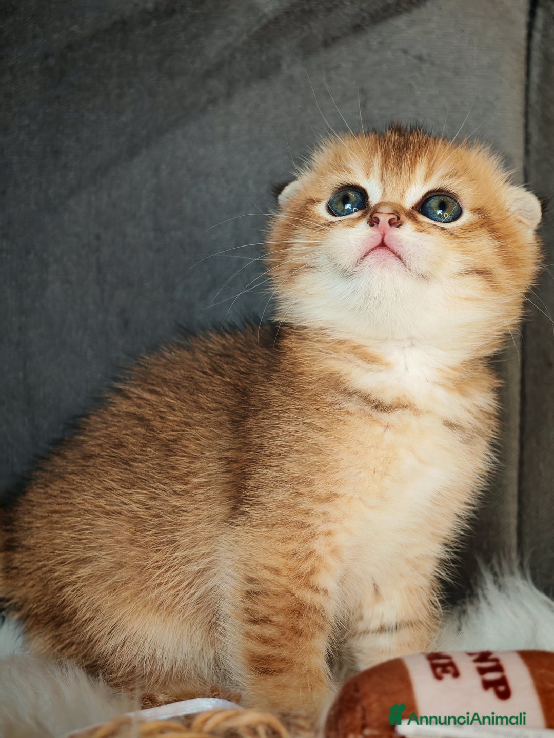 Scottish gatti in vendita: Scottish Fold - Immagine 6