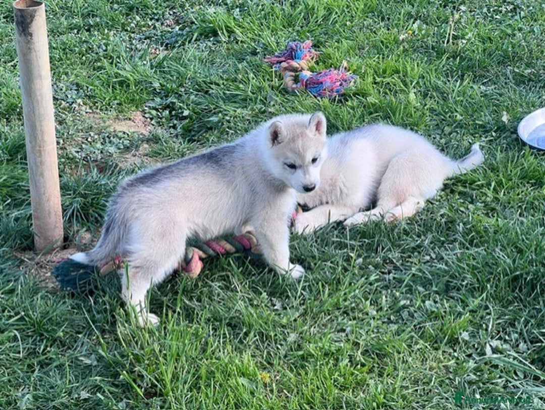 Husky cani in vendita: Bellissima cucciola di Siberian Husky a Provincia di Cuneo - Immagine 4