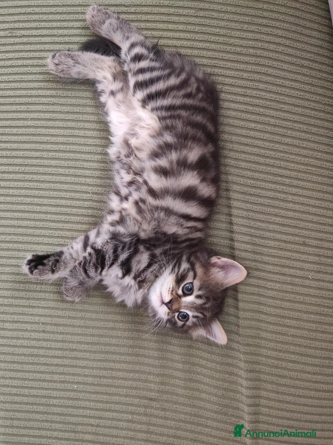 Siberiano gatti in vendita: Cuccioli siberiani con pedigree  - Annuncio 9