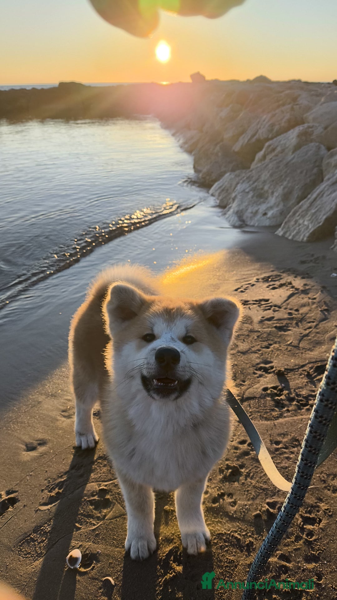 Akita Inu cani in vendita: Cuccioli Akita inu - Annuncio 4
