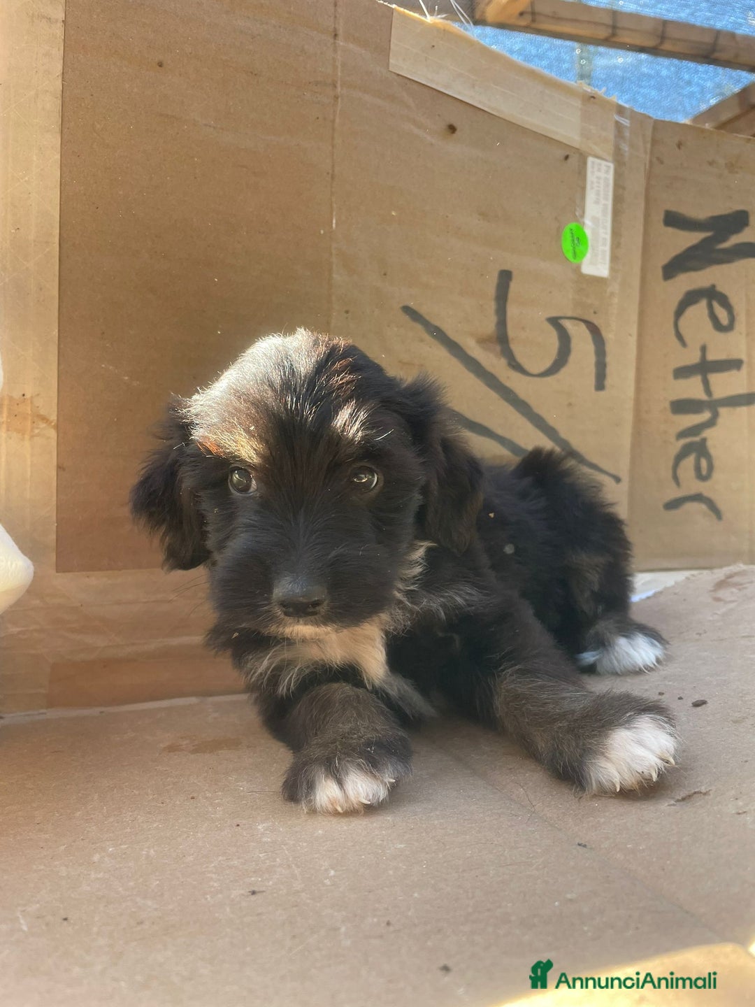 Meticcio cani in regalo: ZAFFIRO DIAMANTE SMERALDO TOPAZIO - Annuncio 6