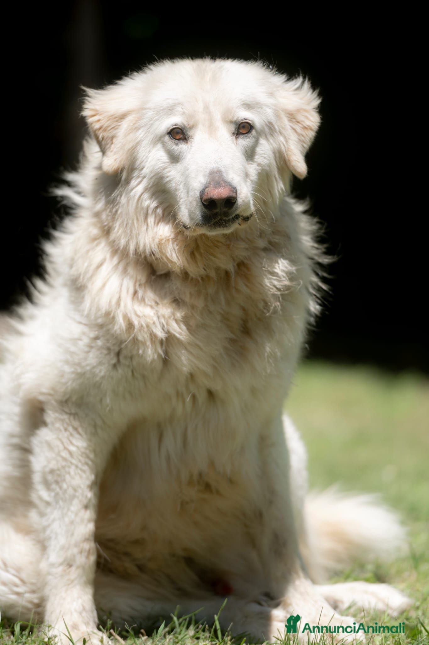 Meticcio cani YELLOW MERITA UNA VITA VERA, NON LO CREDI ANCHE TU - Annuncio 2