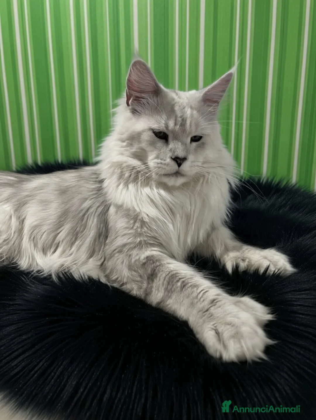 Maine Coon gatti in vendita: Splendida Maine Coon shaded - Annuncio 14